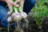 Vegetable starter bundles