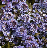 Alyssum blue hierloom seed