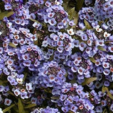 Alyssum blue hierloom seed