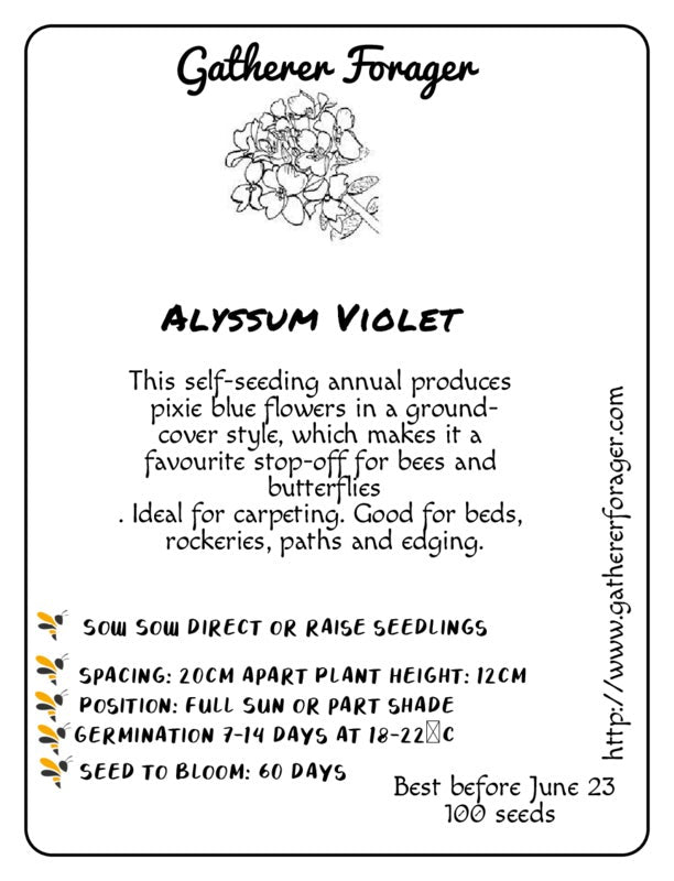Alyssum violet queen