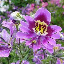 Schizanthus Angel wings