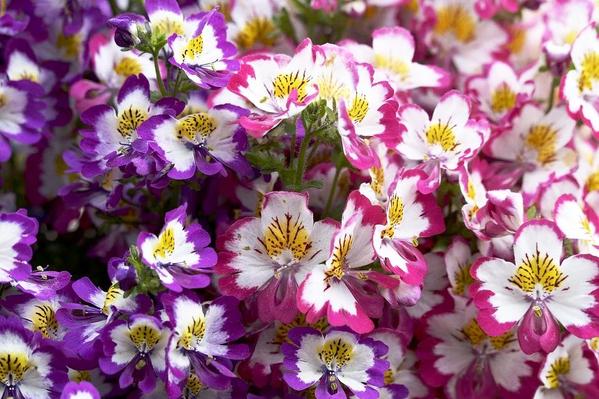 Schizanthus Angel wings