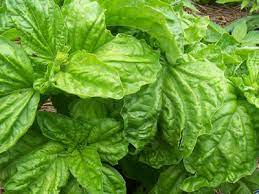 Basil Lettuce leaf