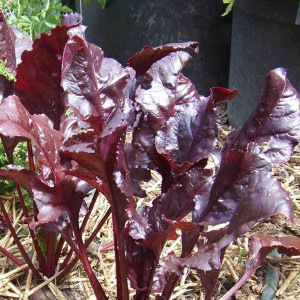 Beetroot Red Devil