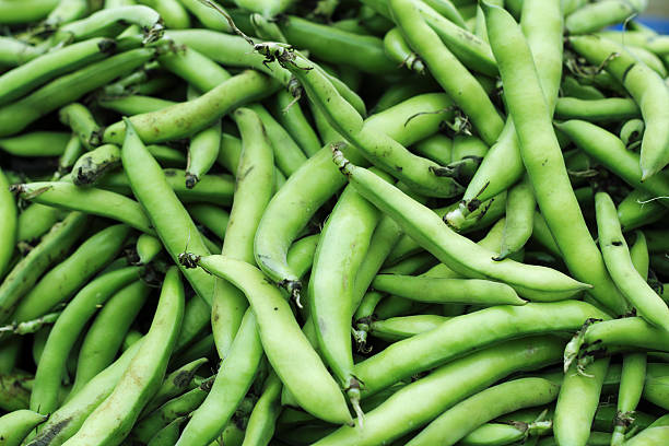Broad Bean Aquadulce