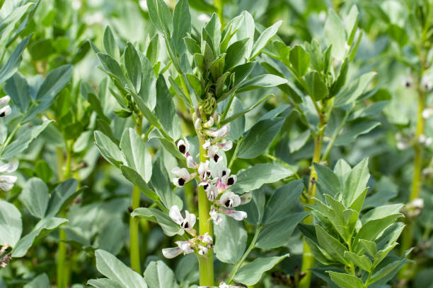 Broad Bean Aquadulce