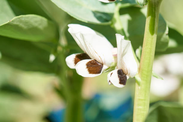 Broad Bean Aquadulce