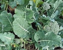 Broccoli Green Sprouting