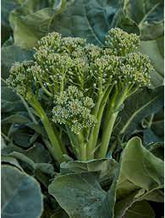 Green Sprouting Broccoli seeds Australia