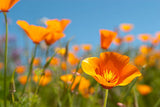 Californian Poppy orange