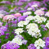 Candy Tuft Australian flower seeds