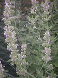 Catnip