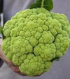 Cauliflower rare seeds Tasmania
