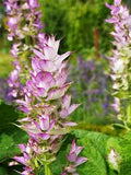 Clary Sage seeds