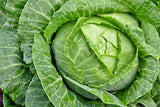 Copenhagen Cabbage organic seeds
