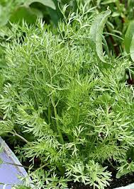 Coriander confetti