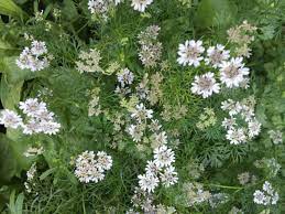 Coriander confetti