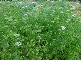 Corander seeds Australia