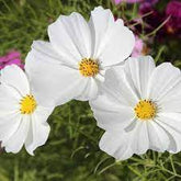 Cosmos White seeds Australia