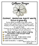 Flowers for bees Australia