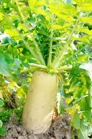 Radish Daikon