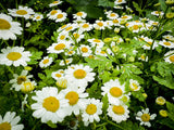 Feverfew seeds Tasmania
