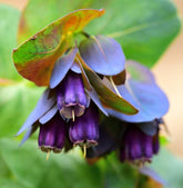 Honeywort seeds