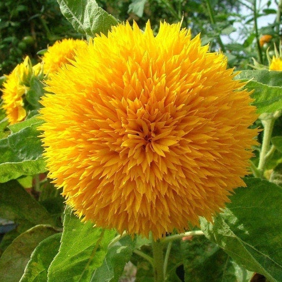 Mixed Sunflower Seeds