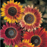 Mixed Sunflower Seeds