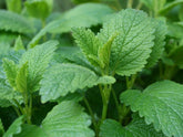 Lemon balm seeds