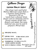 Buy Lemon balm seeds Australia