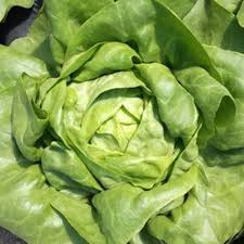 Lettuce All year round