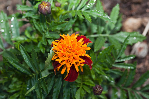 Marigold seeds Australia