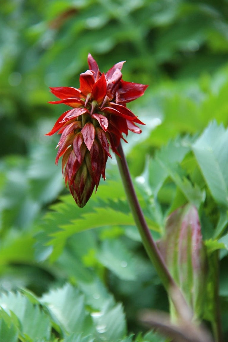 Melianthus Major Honey bush