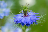 Love in the Mist Nigella Blue
