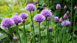 Onion chives