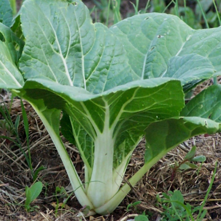 Pak choi white stem