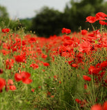 Poppy Flanders red