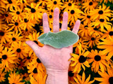 Lambs ear