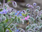 Borage seeds