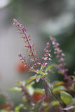 Holy Basil seeds Australia