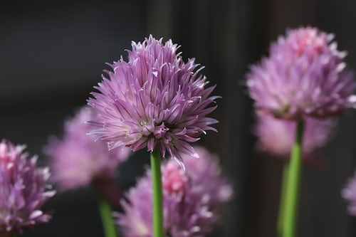 Onion chives