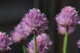 Onion chives
