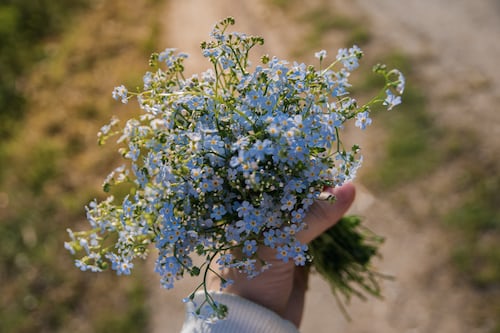 Forget me not seeds