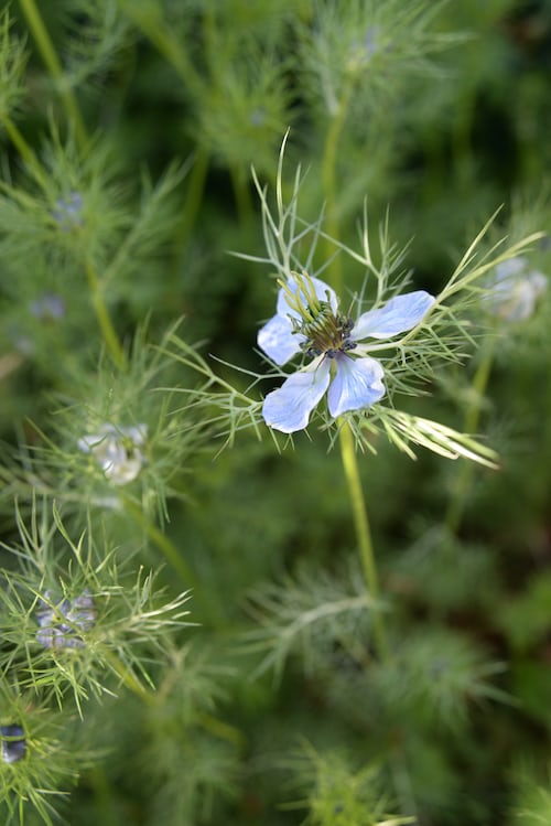 Love in the Mist Nigella Blue