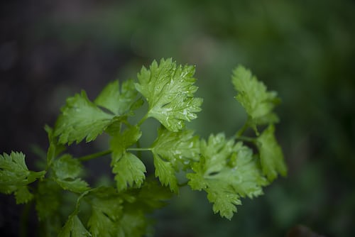 Parsley Italian flat leaf