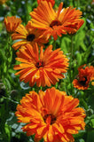 Organic Calendula seeds