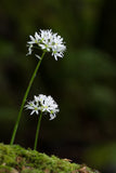 Garlic Chives