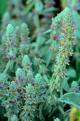 Lambs ear seeds Australia