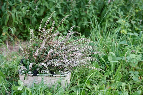 Spearmint